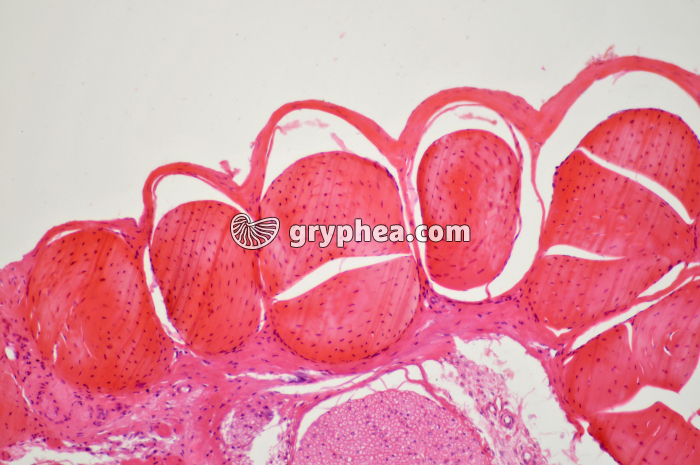 Tendon CT x40 - gryphea.com